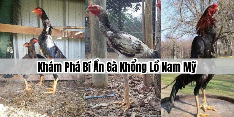 Giới thiệu về gà khổng lồ Nam Mỹ